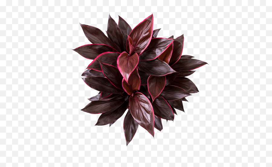 Home - Duynplant Cordyline Png,Plant Top View Png
