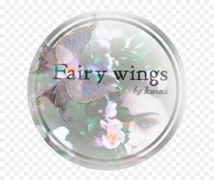 Adult Fairy Wings Archives - Icarus Fairy Wings Eye Shadow Png,Fairy Wings Png