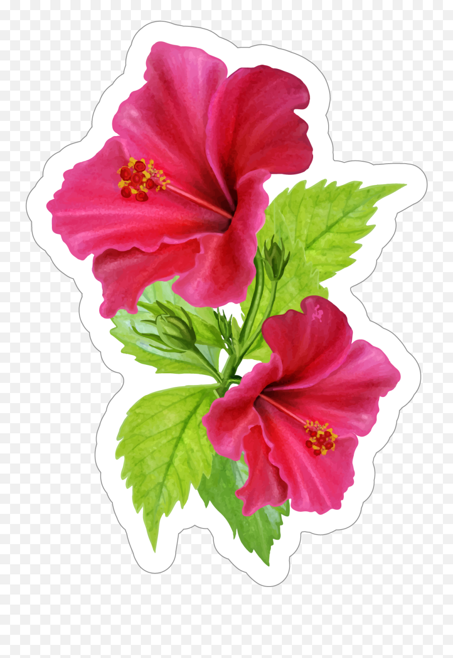 Download Beautiful Pink Hibiscus Flower Sticker Png Image - Transparent Pink Hibiscus Flower,Hibiscus Flower Png