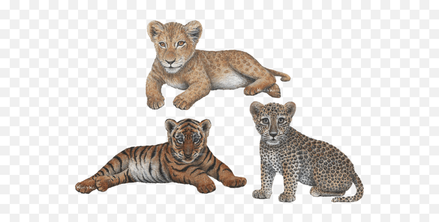 Download Leopard Transparent Jungle Animals - Lion Cub Wall Leopard And Lion Cub Png,Jungle Animals Png