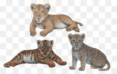 Download Leopard Transparent Jungle Animals - Lion Cub Wall Leopard And Lion Cub Png,Jungle Animals Png