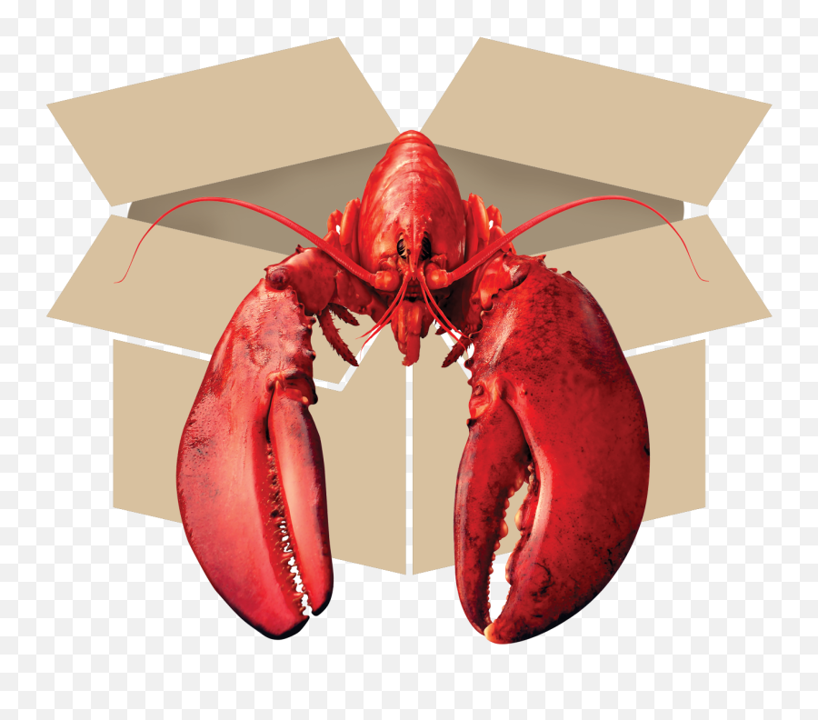 Download Questions Call - American Lobster Png,Lobster Png