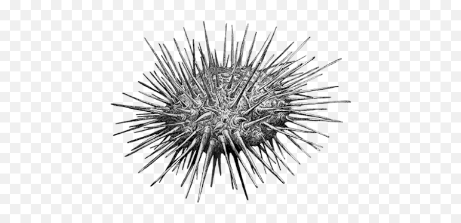 202001 Sea Urchins - Spiked Png,Sea Urchin Png