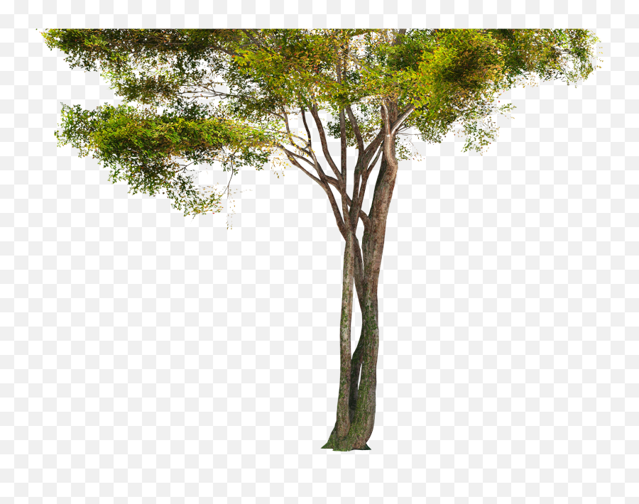 Forest Png Picture Tree