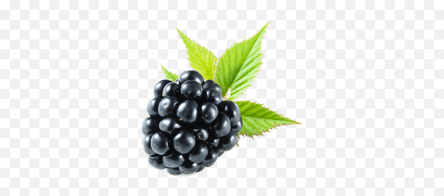 Blackberry Png Images Free Download - Blackberry Png,Blackberries Png