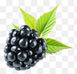 Blackberry Png Images Free Download - Blackberry Png,Blackberries Png