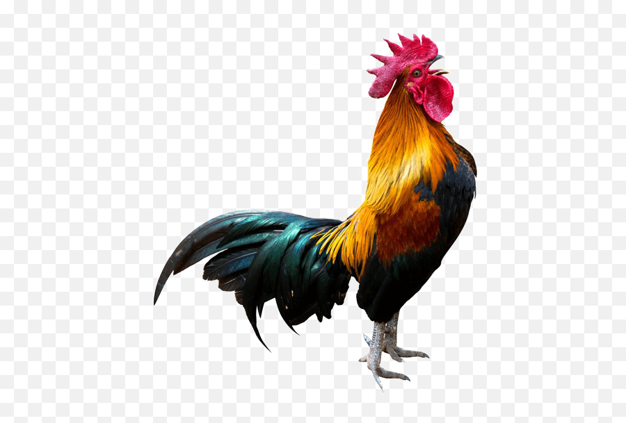 Rooster Transparent Background Png - Rooster Crowing,Rooster Png
