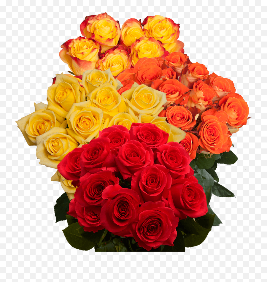 Vibrant Fall Color Roses - Fall Color Roses Png,Falling Rose Petals Png