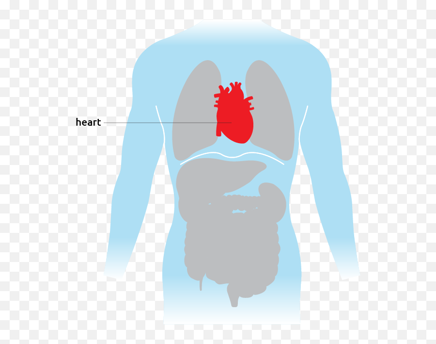 Heart - Transplant Living Language Png,Cartoon Heart Png