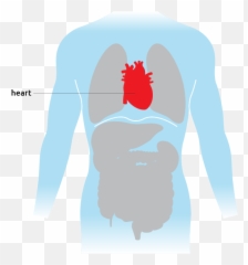 Heart - Transplant Living Language Png,Cartoon Heart Png