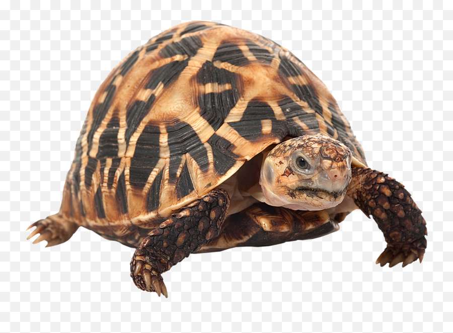 Turtle Vector Png - Turtle Png Image And Clipart Indian Indian Star Tortoise,Turtles Png