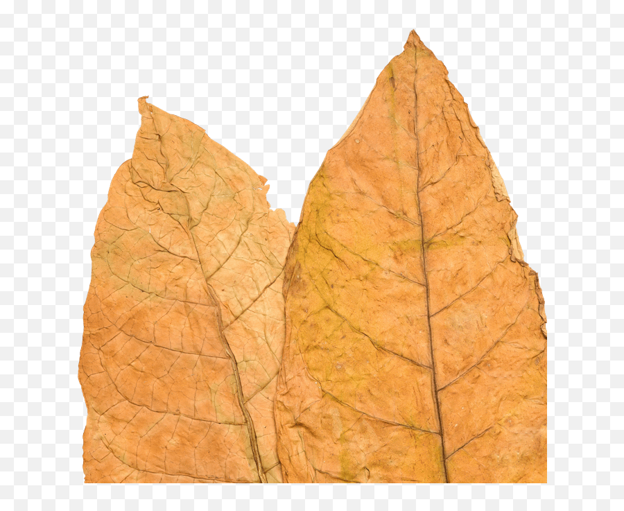 Download Tobacco Leaf - Tobacco Leaf Png,Tobacco Leaf Png