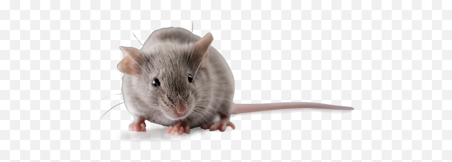 Cba Inbred Mice Cbajcrhsd - Brown Rat Png,Mouse Rodent Icon