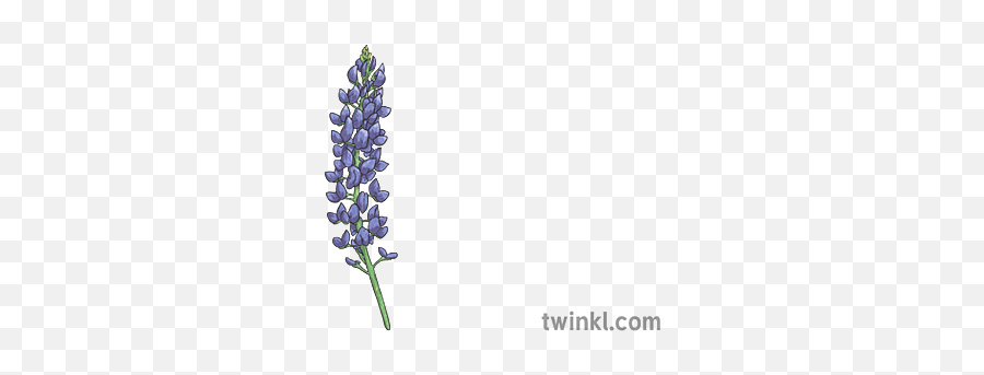 Bluebonnet Illustration - Skullcap Png,Blue Bonnet Icon