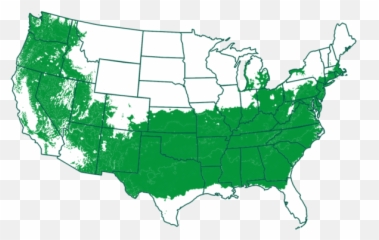 Amberglow Redwood Trees For Saleu2013 Fastgrowingtreescom - Needle Palm Zone Map png