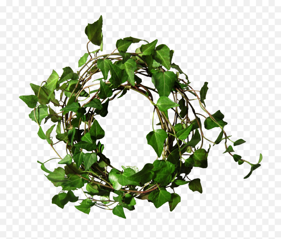Ivy Border Png - Ivy Round Png,Ivy Png