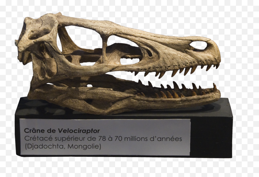 Filevelociraptor Skull Crânepng - Wikimedia Commons Velociraptor Skull 3d Model,Dinosaur Skull Png