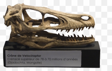 Filevelociraptor Skull Crânepng - Wikimedia Commons Velociraptor Skull 3d Model,Dinosaur Skull Png