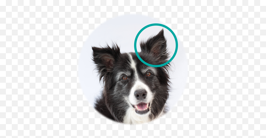 Is Dental Disease The Underlying Problem - Border Vets Dog Png,Icon Border Collies