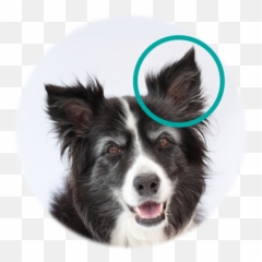Is Dental Disease The Underlying Problem - Border Vets Dog png
