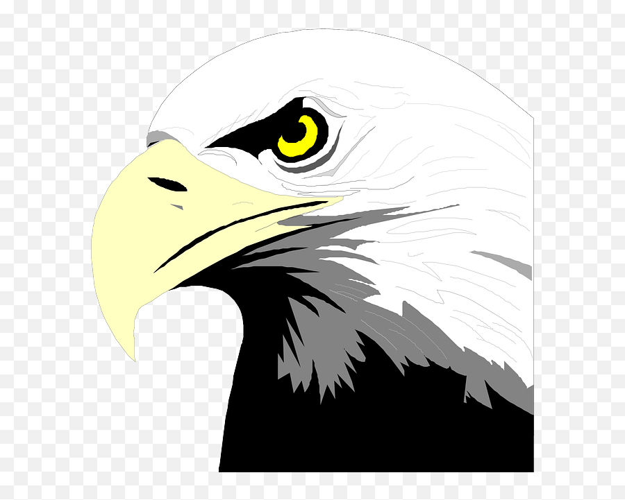 Download Hd Bald Eagle Head Clip Art - Bald Eagle Head Drawing Transparent Png,Eagle Head Png