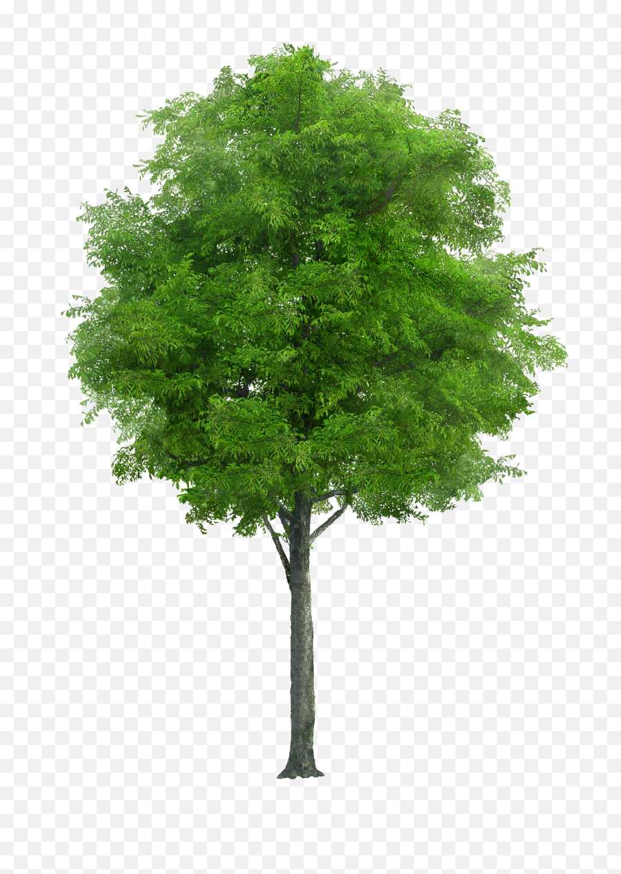Treenatureforesttrunkvegetation - Free Image From Png Trees For Photoshop,Forest Trees Png