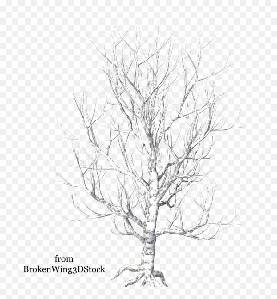 Download A Tree In Winter - Winter Trees Transparent Portable Network Graphics Png,Winter Background Png