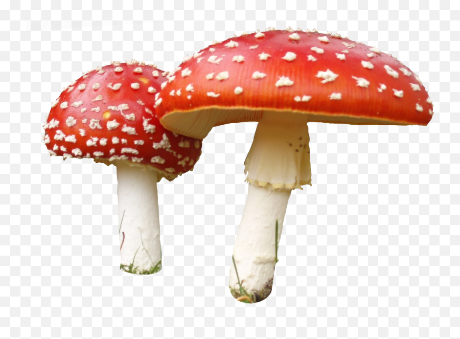 Fungus Drawing Amanita Mushroom - Mushroom Png Transparent Transparent Mushroom Png,Mushroom Png