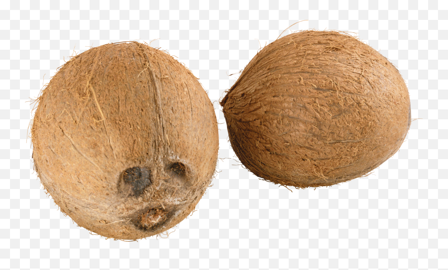Coconut Png Free Download 10 - Coconut Png,Coconut Png