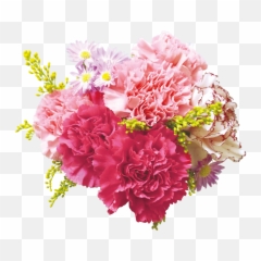 Download Carnation Flowers Png Transparent Background - Transparent Background Real Flowers Png,Wedding Flowers Png