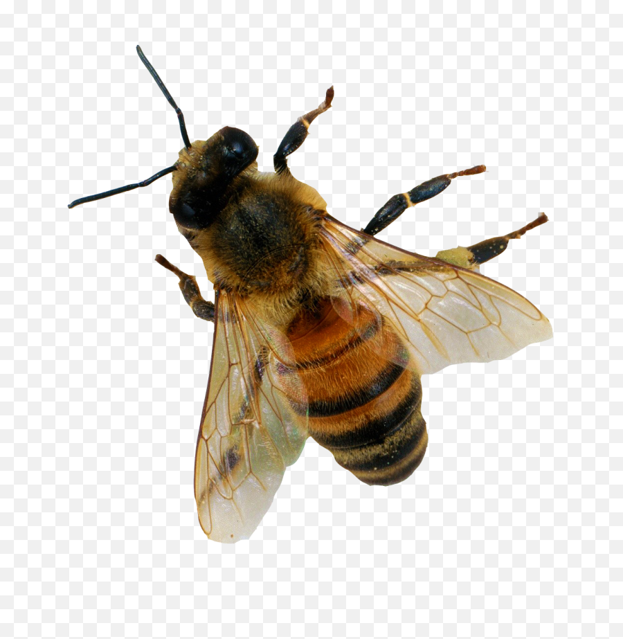 Png Images Transparent Free Download - Honey Bee Apis Mellifera,Bee Transparent Background