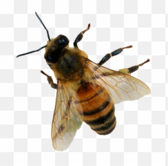 Png Images Transparent Free Download - Honey Bee Apis Mellifera,Bee Transparent Background