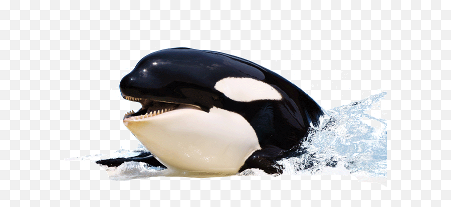 Orca Whale Png - Killer Whales Png,Orca Png