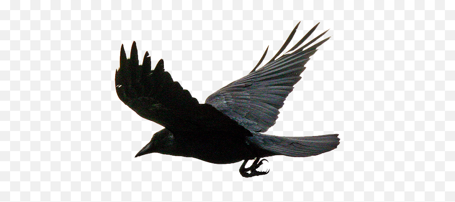 Flying The Crows Png Download - Flying Crow Transparent Background,Crow Transparent