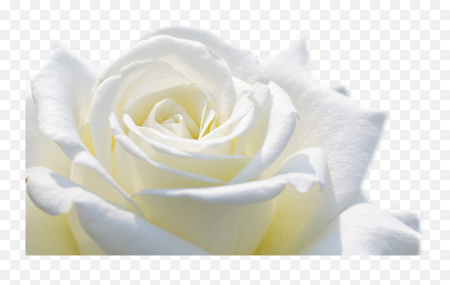 White Roses - Portable Network Graphics Png,White Roses Png