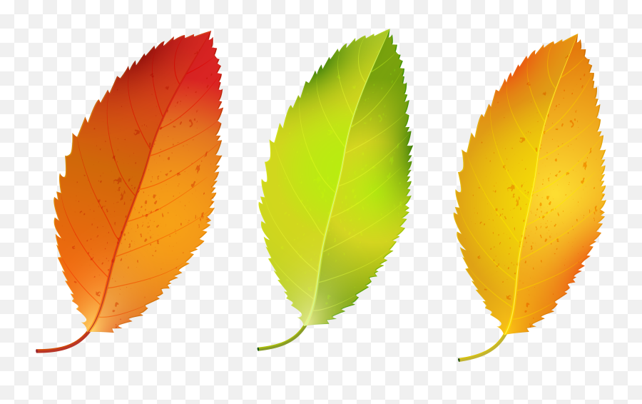 Download Hd Three Fall Leaves Png Image Gallery Yopriceville - Set Of Leaf Clipart,Fall Leaves Clipart Png