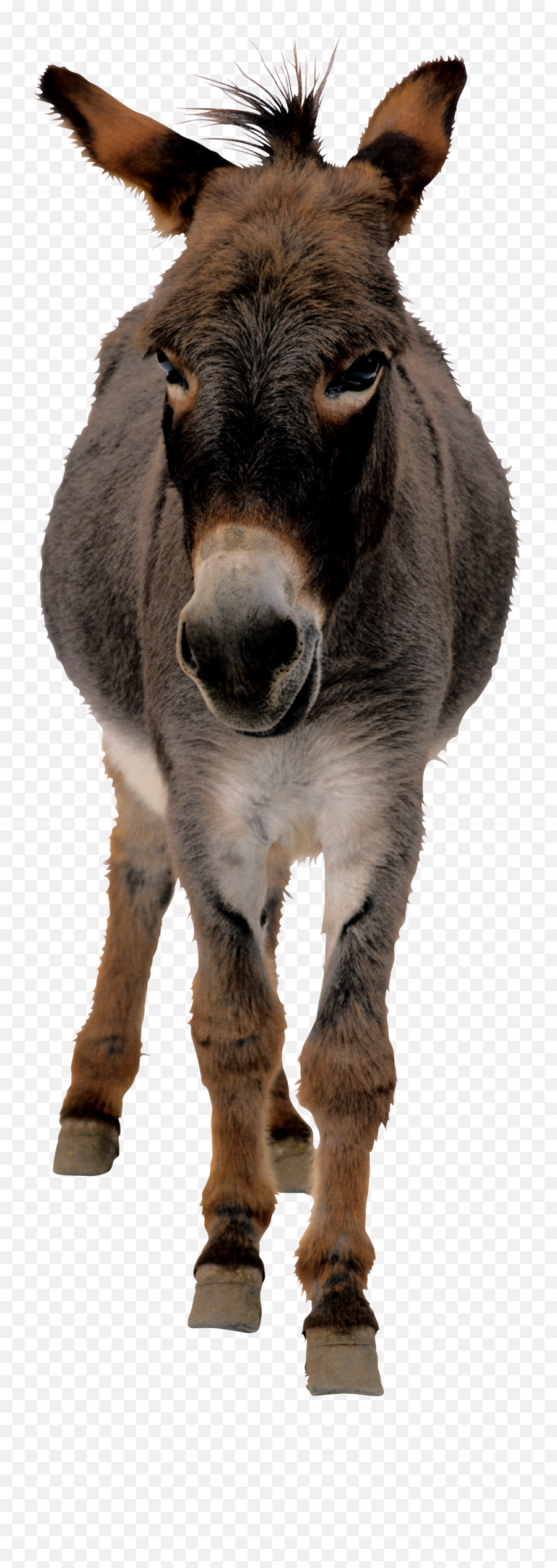 Donkey Png Images Free Download - Donkey Png,Donkey Png