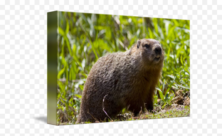 Groundhog In The Grass By John Mclaird - Punxsutawney Phil Png,Groundhog Png