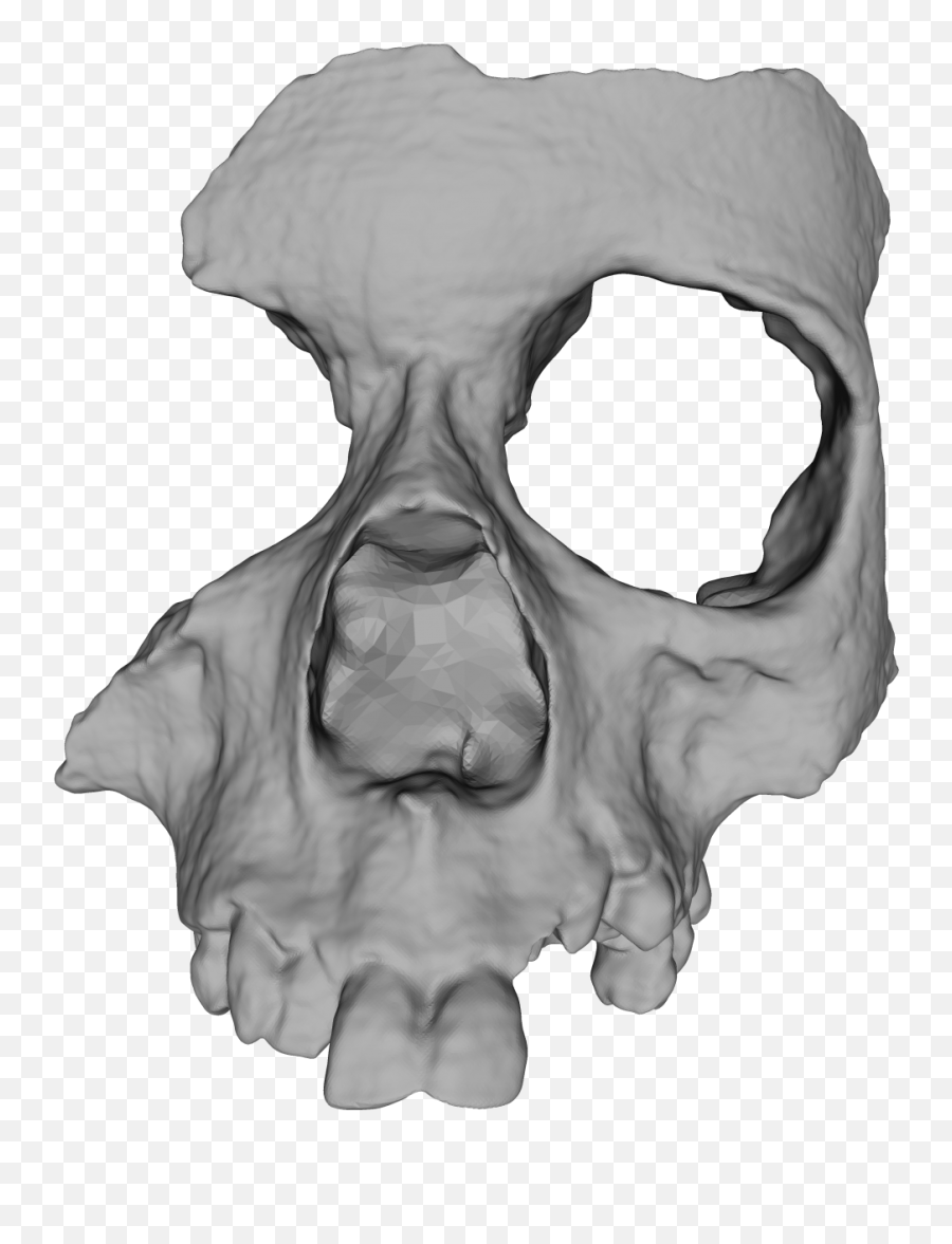Half Skull Png 5 Image - Half Skull Face Hd Png,Skeleton Hand Png
