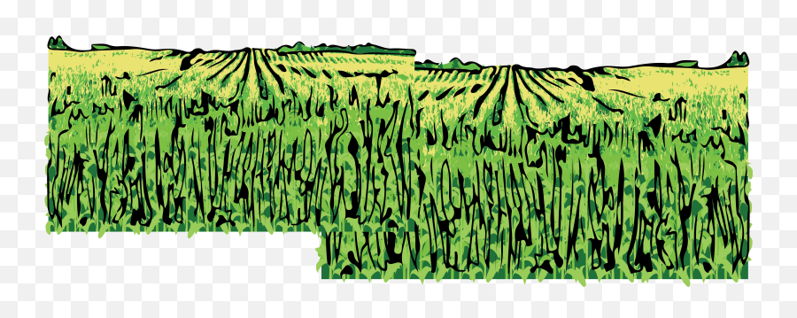 Cornfield Drawing Corn Feild - Illustration Transparent Cornfield Illustration Png,Corn Field Png
