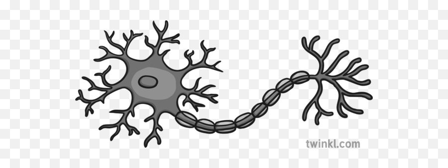 Neuron Black And White Illustration - Twinkl Clip Art Png,Neuron Png