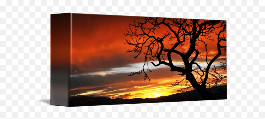 Oak Tree Silhouetted Sunset Ut Co By Ryan Houston - Sunset Png,Oak Tree Silhouette Png