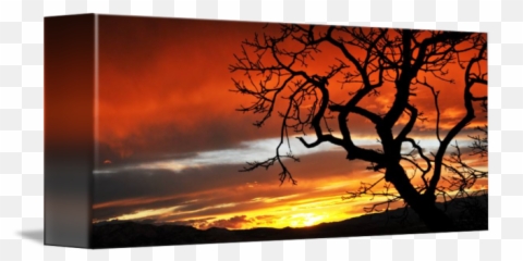 Oak Tree Silhouetted Sunset Ut Co By Ryan Houston - Sunset png