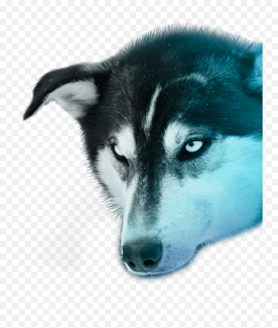 Husky Experiences - Polar Lights Tours Miniature Siberian Husky Png,Husky Transparent