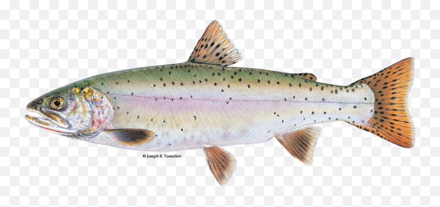 Lahontan Cutthroat Trout - Lahontan Cutthroat Trout Facts Png,Trout Png