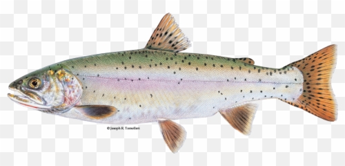 Lahontan Cutthroat Trout - Lahontan Cutthroat Trout Facts Png,Trout Png