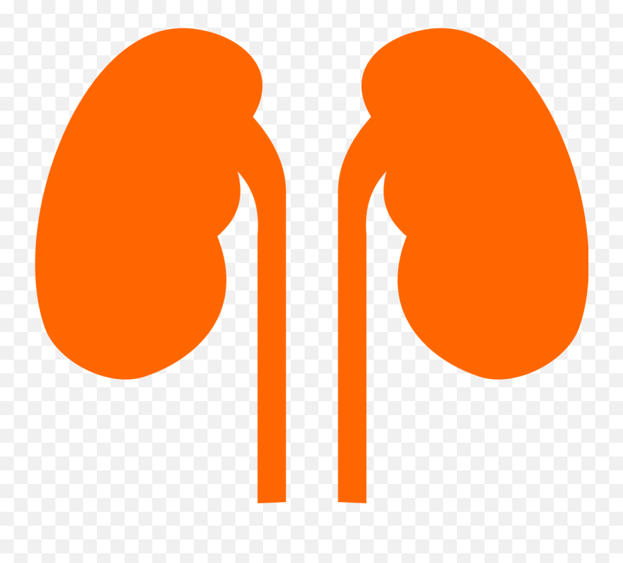 Kidneys Noun 524431 Cc Orange - Kidney Png Purple,Kidney Png