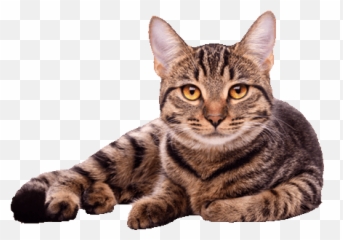 Download Cat White Background High - Images png
