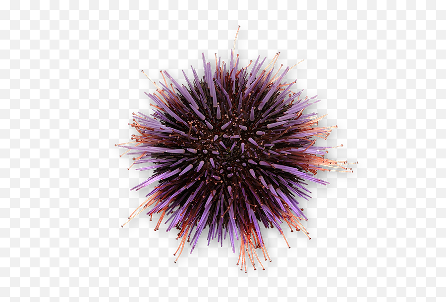 Purple Urchin 1 - Png Purple Sea Urchin,Sea Urchin Png