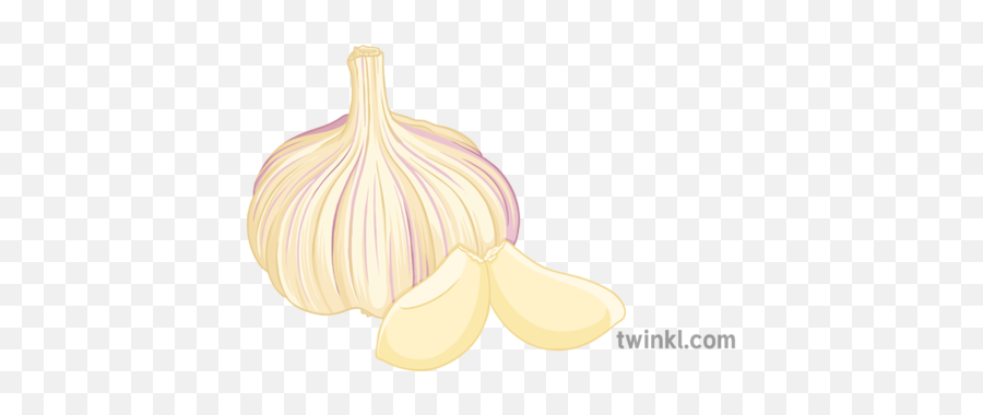 Garlic Illustration - Elephant Garlic Png,Garlic Png